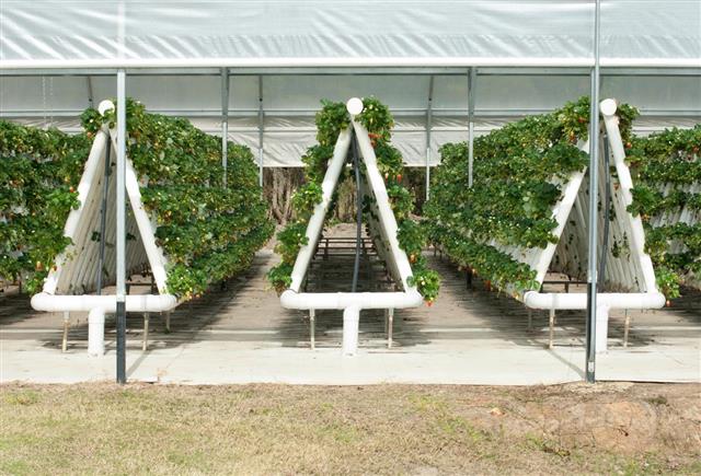 Hydroponically Grown Strawberry Vines