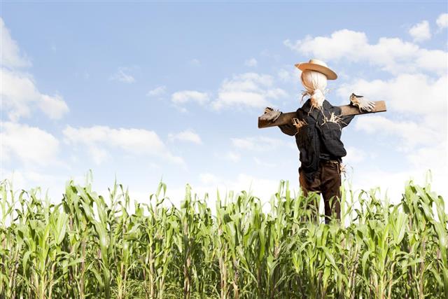 scarecrow in corn field