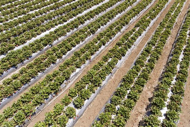 Aerial View of Ripening strawberries