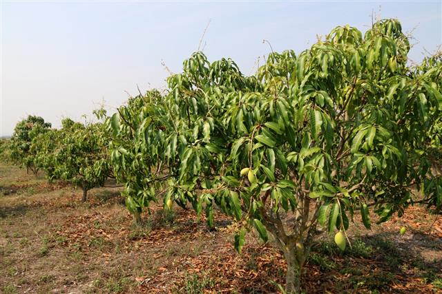 Mango trees are blossoming
