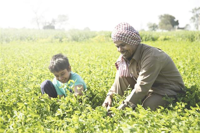Farmer with son plucking crop in field