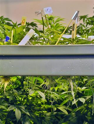 Marijuana Seedlings and Clones