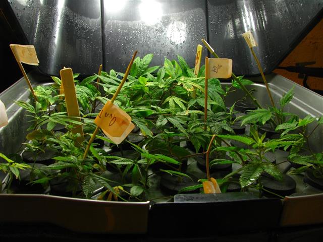Marijuana plants in a cloner