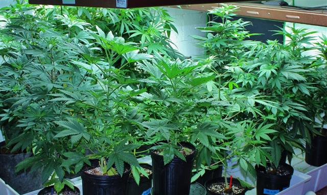 Marijuana Mother Plants