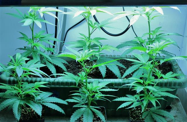 Freshly Planted Marijuana Clones