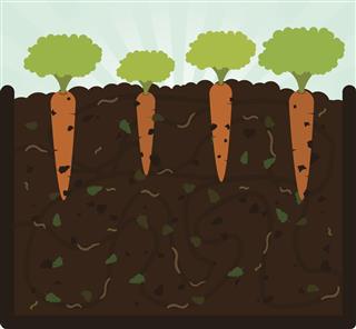 Planting carrots and compost