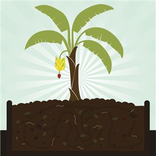 Banana tree and compost