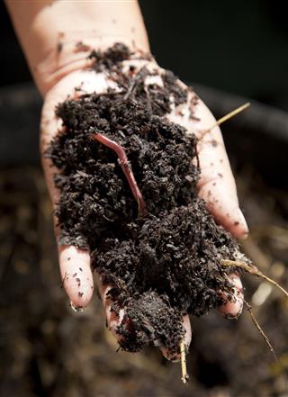 Earth worm and compost in hand