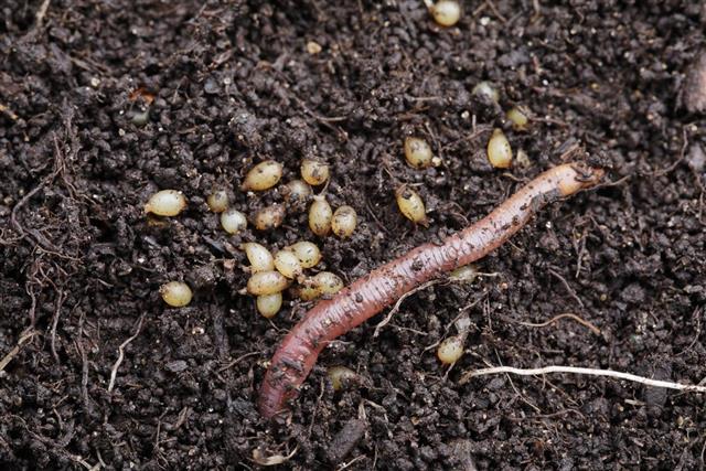 red worm in compost