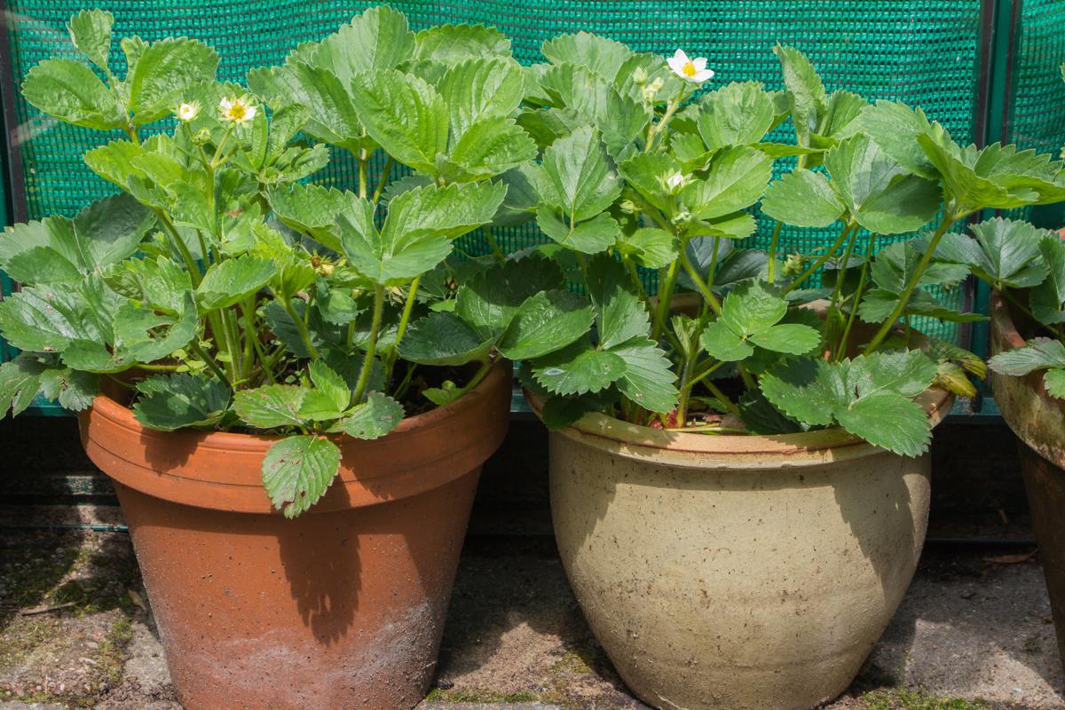 Pro Tips to Grow Strawberries in Hanging Pots and Containers