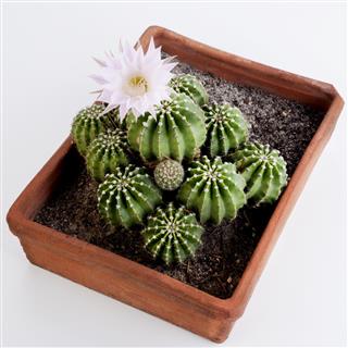 Cactus in planter