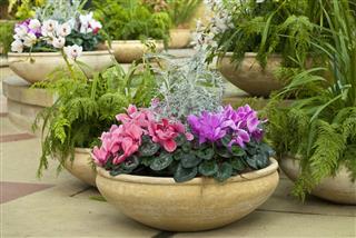 Cyclamen, ferns and orchids in earthenware pots