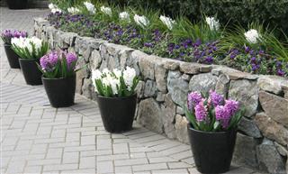 Hyacinths In Pots