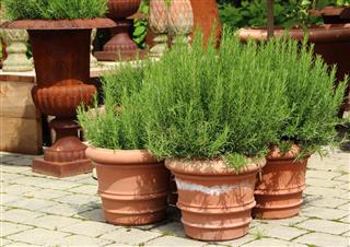 Flowerpots with rosemary