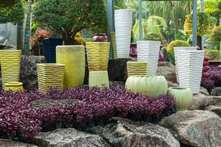 different pots with bush
