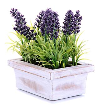 Beautiful lavender in wooden pot