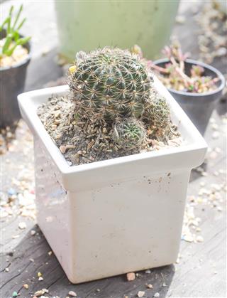 Cactus in planter