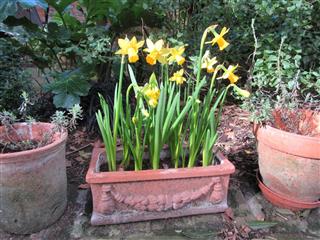 Daffodils in a planter
