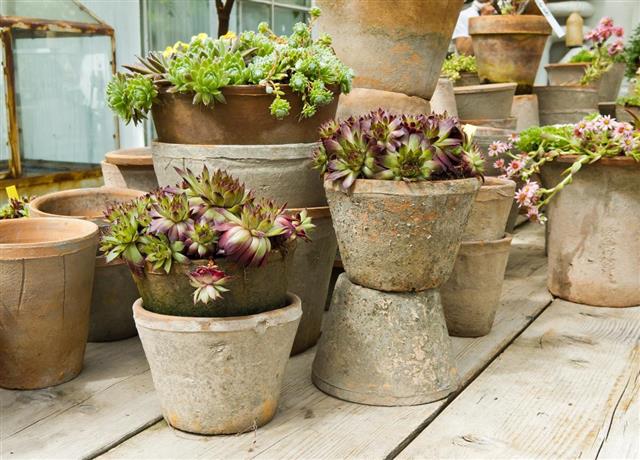 Pots with sedum plants