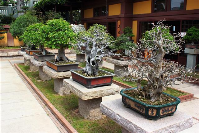 Bonsai trees in classical chinese garden