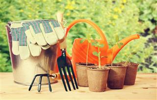 garden tools with plant