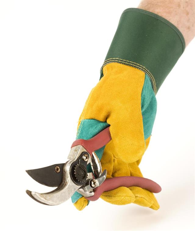 gardening glove with secateurs