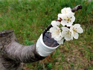 Successful graft in the branch of a cherry tree