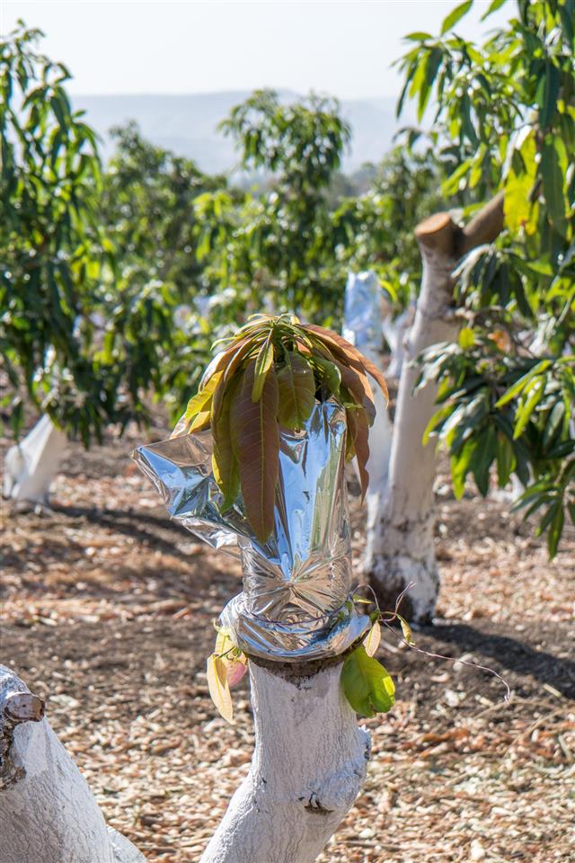 Grafting mango tree
