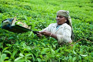 Woman harvesting tea leaves