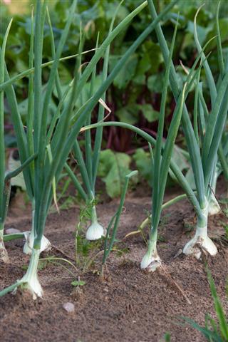 Organically grown onions