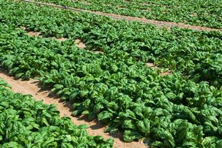 Closeup of an organic spinach field in Maryland USA