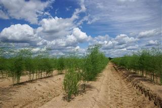 Plantation of asparagus