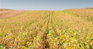 Field of Soybeans