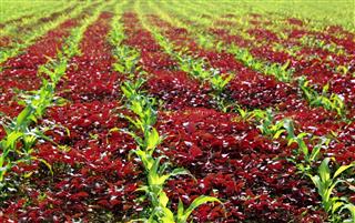 Red spinach and corn field
