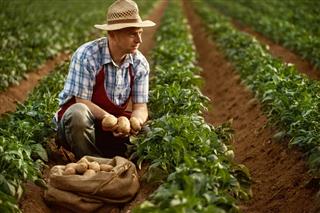 Farmer looking his potato harvest at field row
