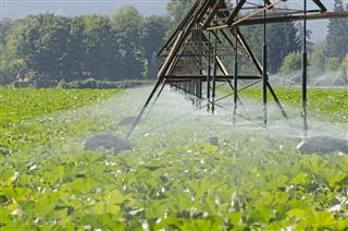irrigation in Pumpkin farm