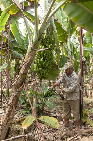 Farmer taking banana