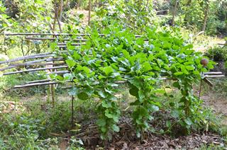 growing organic spinach