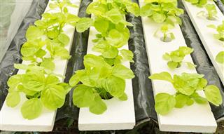 Vegetables hydroponics in Organic farming