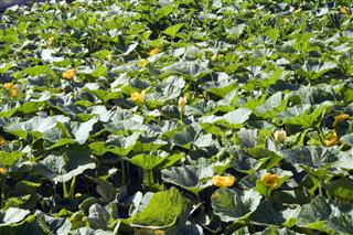 Field of courgette plants