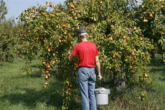 Man picking pear fruit