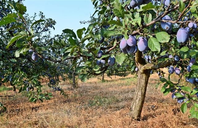 Plums orchard