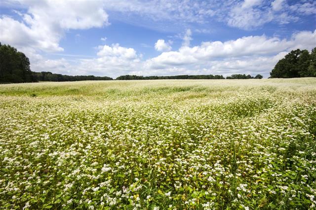 Buckwheat field