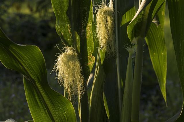 Natural organic farming sweet corn being grown in Asia