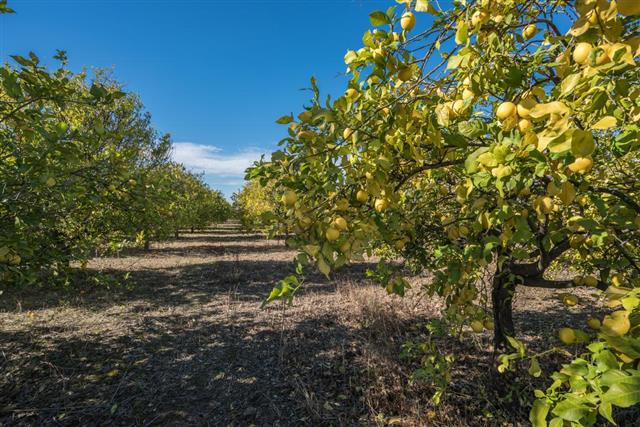 Organic lemon orchard