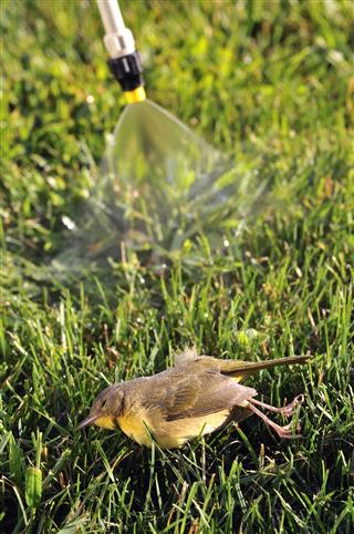 Pesticide Use On Lawn Kills