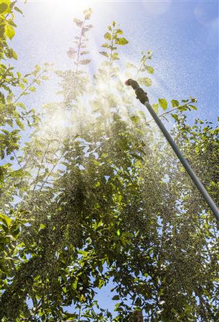 Spraying Trees Against Pests