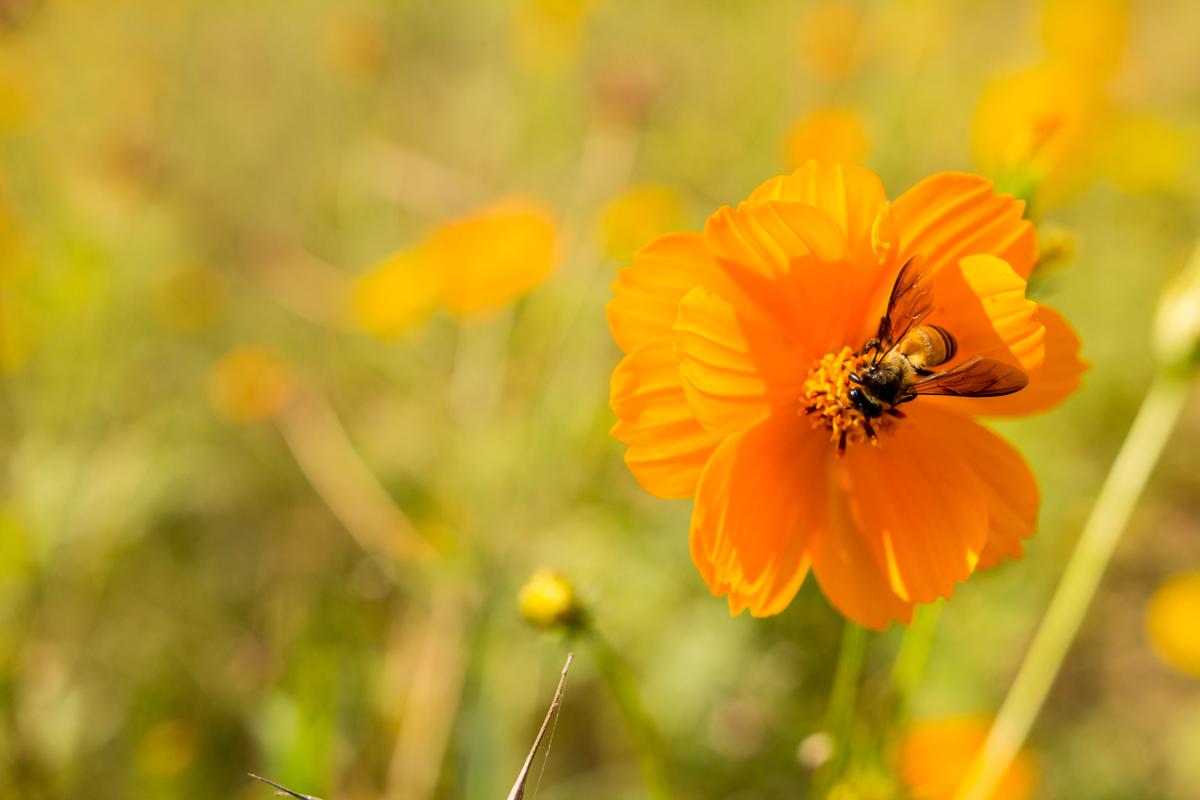 A Wow-worthy List of 20 Orange Flower With Names, Facts ...