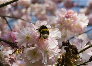 Bumblebee on cherry blossoms