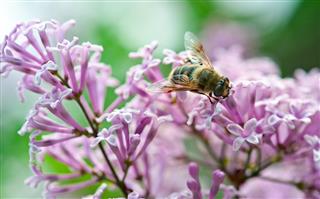 Bee Pollinating Lilac